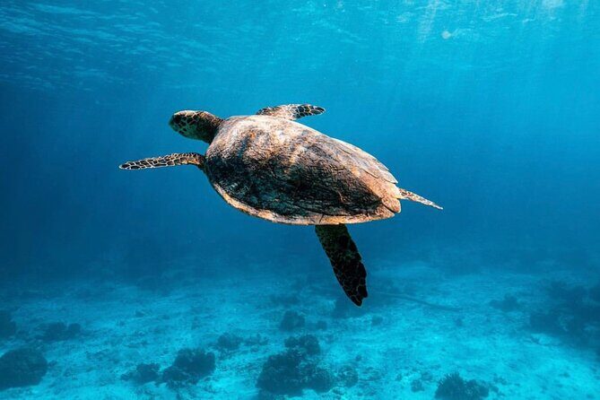 2x Snorkelling Phi Phi, Maiton, Maya Bay, khai islands tour - Snorkel-and-Sights Highlights at a Glance