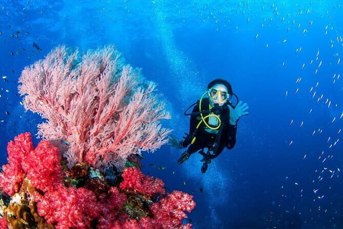 3 Fun dives in Phi Phi islands for Certified Divers - Your Day Plan: Two Phi Phi Sessions Plus One More Site