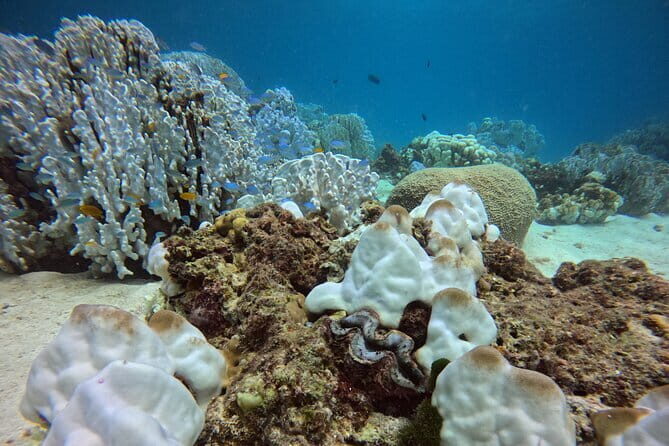 3 Fun Dives in Racha Yai and Racha Noi for Certified Divers - Equipment, insurance, and instructor support: what you can lean on