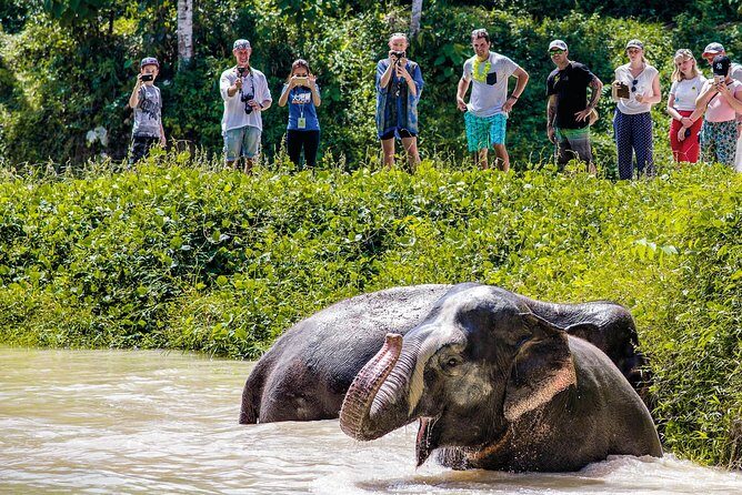 A Morning with the Elephants at Phuket Elephant Sanctuary - Transportation and Transfers: Shared Pickup, Easy Return