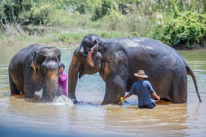 Elephant Sanctuary Small Group Tour in Phuket - Forest Walk With Elephants: Feeding, Foraging, and Bathing Moments