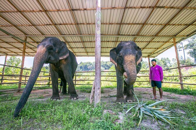 Elephant Sanctuary Small Group Tour in Phuket - Price and Value: Is $152 Worth It?