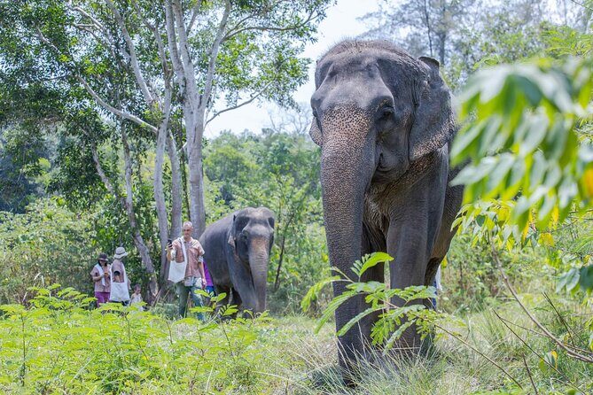 Elephant Sanctuary Small Group Tour in Phuket - Who This Elephant Sanctuary Tour Suits Best