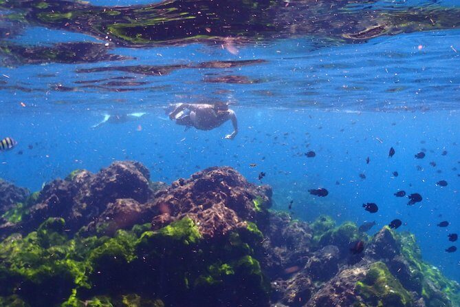 Explore Surin Islands: Ultimate Snorkeling Day Trip from Phuket - Stop 1: Surin Beach and Nemo Bay snorkeling
