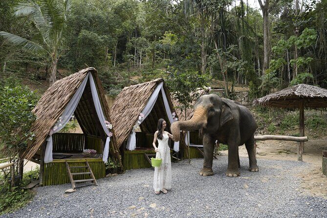 Half day with Elephants at Patong Elephant Hug （No ride No trick） - What Patong Elephant Hug Feels Like in Real Life