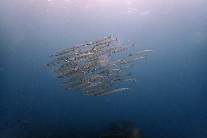 PADI Discover Scuba 2 Times Diving Phuket - Why this PADI Discover Scuba try-out works for first-timers