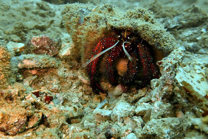 PADI Discover Scuba 2 Times Diving Phuket - Underwater session two: the confidence boost and the best viewing time