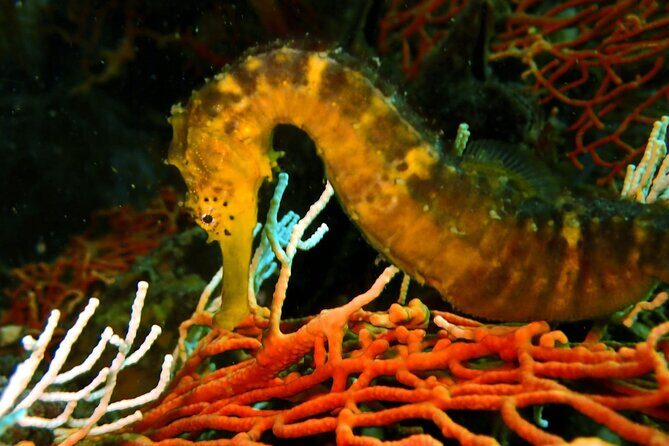 PADI Discover Scuba 2 Times Diving Phuket - Coaching that earns the trust: safety instruction and gear confidence