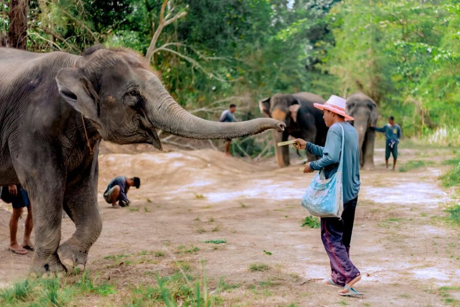 Phuket: Elephant Sanctuary Feed and Bathe Gentle Giants - River Bathing: Watching Gentle Giants Splash and Bathe