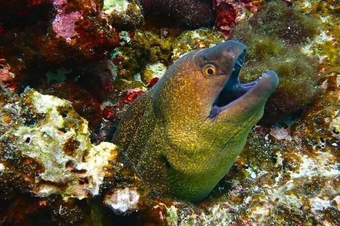 Phuket Scuba Diving Maiton Private Island Small Group or Snorkel - Price and what’s included vs. what you’ll pay later