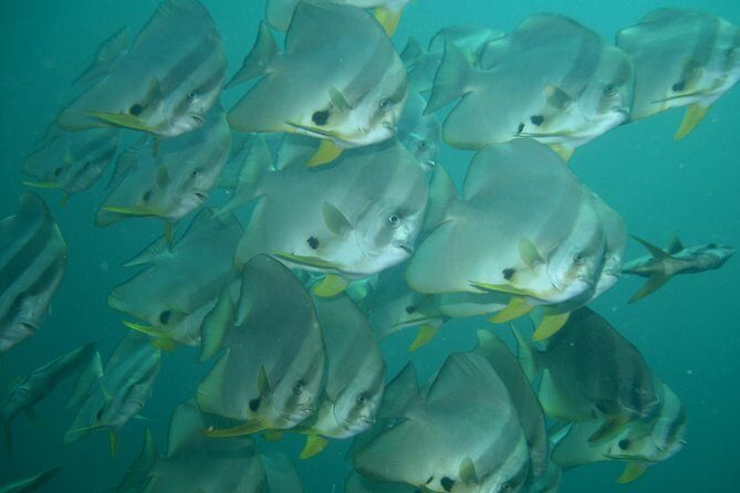 Private diving on shared trip at Racha Noi and Racha Yai from Phuket incl. lunch - Three Underwater Sessions: How Racha Noi and Racha Yai Fit Together