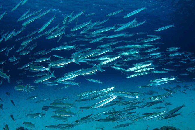 Private diving on shared trip at Racha Noi and Racha Yai from Phuket incl. lunch - Price and Value: Is $103.67 Fair for This Kind of Day?