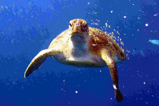 Private diving on shared trip at Racha Noi and Racha Yai from Phuket incl. lunch - Racha Noi and Racha Yai: Why These Two Islands Are the Go-To Spots