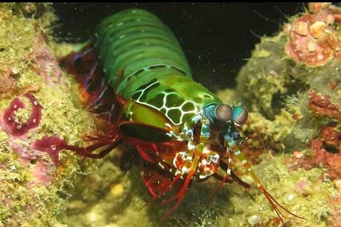 Racha Noi and Racha Yai Dive Trip from Phuket - Price at $103.76: What You’re Really Paying For
