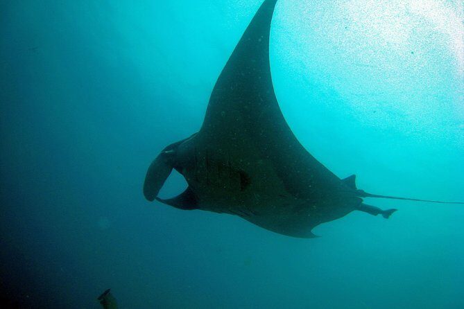 Racha Noi and Racha Yai Dive Trip from Phuket - On-Board Comfort: Meals, Drinks, and Keeping Energy Up