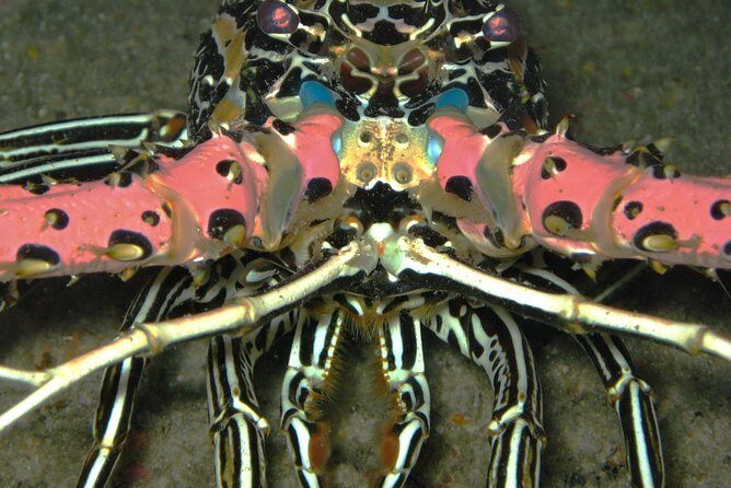 Racha Noi and Racha Yai Dive Trip from Phuket - Koh Racha Yai: The Often-More-Challenging Third Spot