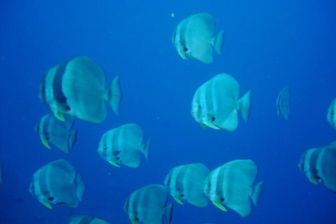 Racha Noi and Racha Yai Dive Trip from Phuket - Marine Life and Visibility: What You’ll Hope For (and What’s Realistic)