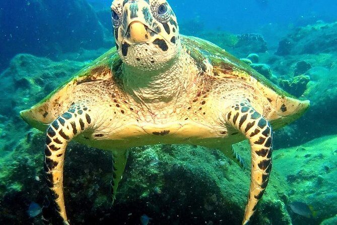 Refresher scuba diving trip, 3 dives at Racha Noi and Racha Yai - Koh Racha Yai: The Third Session and the Payoff