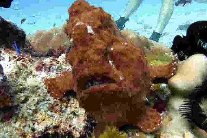 Refresher scuba diving trip, 3 dives at Racha Noi and Racha Yai - Price and Value in Plain English