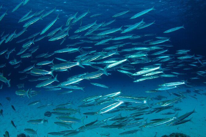 Refresher scuba diving trip, 3 dives at Racha Noi and Racha Yai - Koh Racha Noi: Warm-Up Sessions With Plenty to See