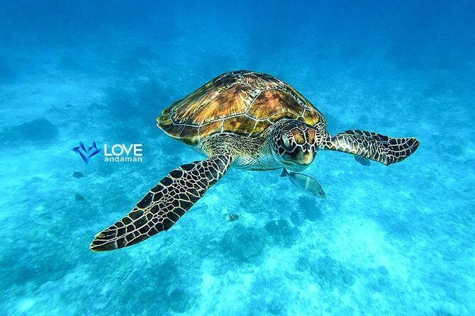 Similan Islands Snorkeling Day Trip By Love Andaman From Phuket - A 6:00 am start that pays off on the water