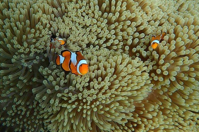 Similan Islands Snorkeling Day Trip By Love Andaman From Phuket - Sailing Rock: a one-minute viewpoint stop