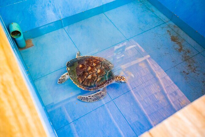Similan Islands Snorkeling Tour By Speed Catamaran From Phuket - Ko Miang: lunch, swimming, and a real break