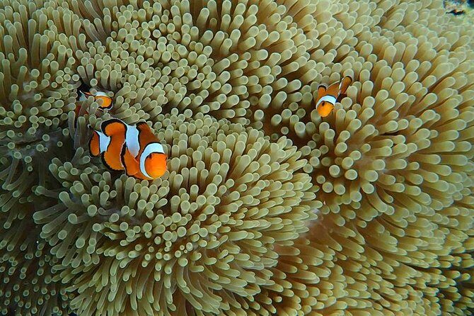 Snorkeling Tour to Coral & Maiton & Racha Island from Phuket - Price and what is actually included for about $55
