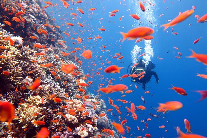 Try Scuba Diving in Racha Yai and Noi for Non-Certified - Koh Racha Yai: Clear Water, Reef Life, and the First Taste of Being Underwater