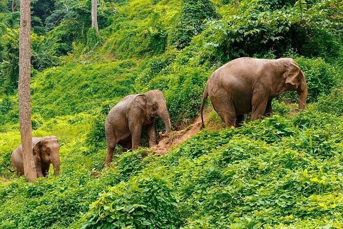 Zipline Experience in Phuket - Price in Perspective: Is $40.96 Good Value?